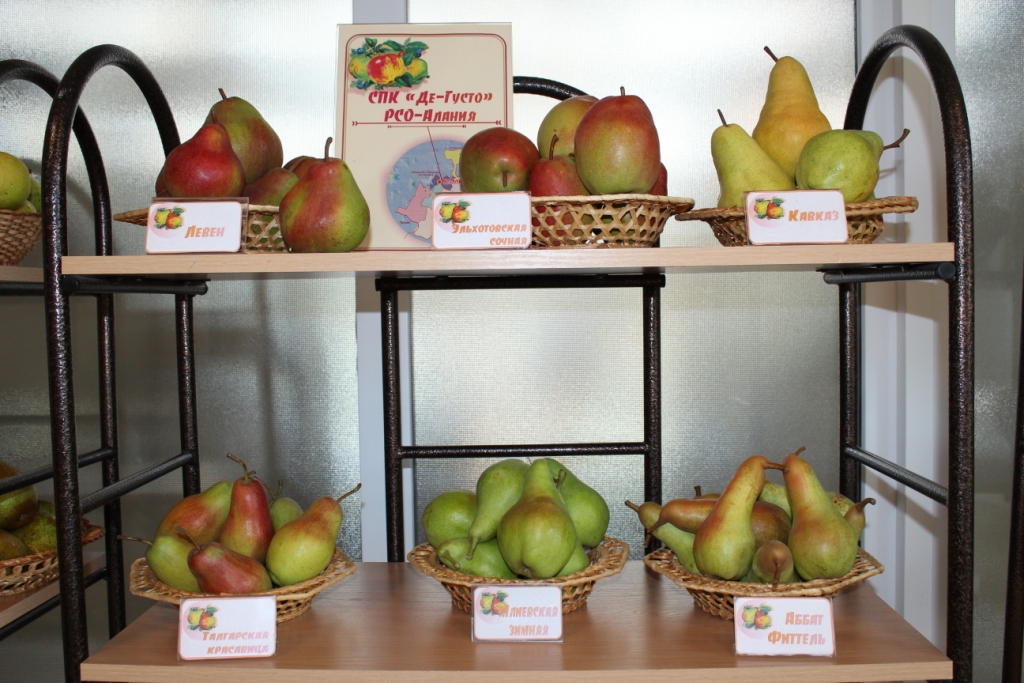 плоды груши, выращенные в СПК "Де-Густо" (РСО-Алания)