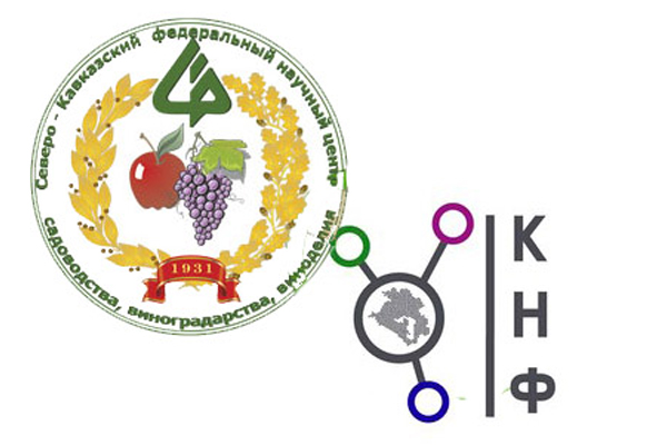 Ученые ФГБНУ СКФНЦСВВ защищают кубанские виноградники от погодных стрессов