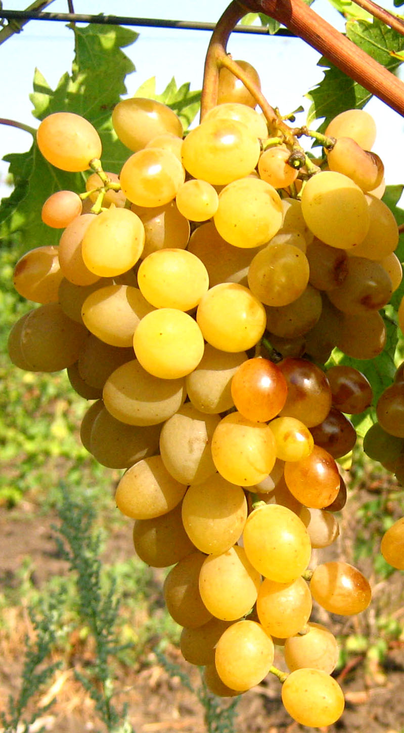виноград Екатерининский