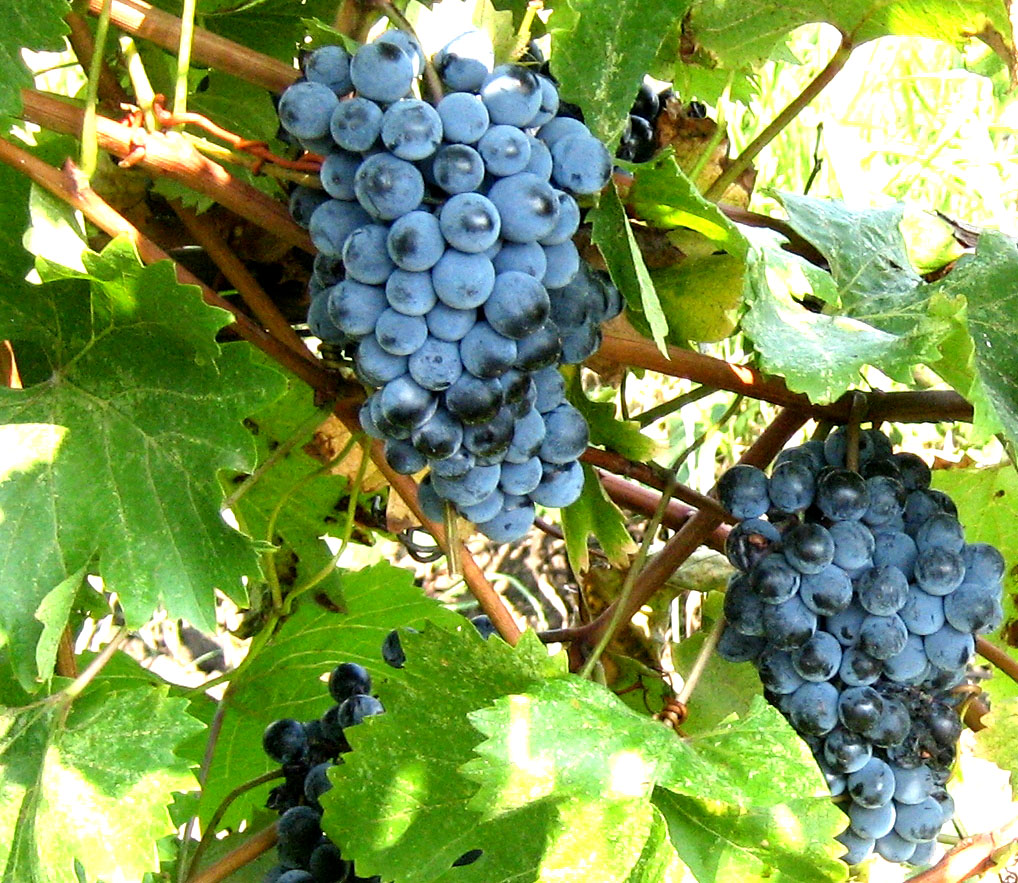 виноград Курчанский