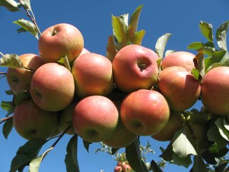 характеристика сорта яблони Орион
